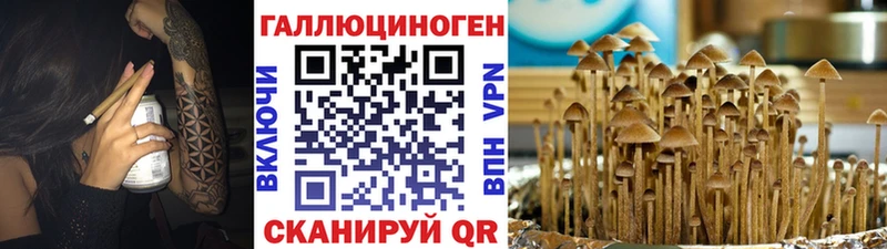 Купить  Боготол  Псилоцибиновые грибы Psilocybine cubensis 